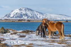 Cavalli islandesi sulle rive del lago Myvatn in inverno, Islanda