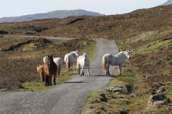 Cavalli sull'isola di Lewis and Harris, Scozia - Un gruppo di cavalli allo stato brado pascola per l'isola di Lewis and Harris, meta perfetta per chi desidera ammirare paesaggi incontaminati ...
