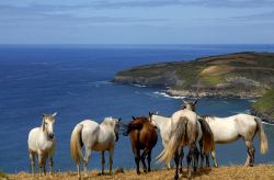 Cavalli liberi sulla costa dell'isola di Sao Miguel, Azzorre (Portogallo) - © 60858106 / Shutterstock.com