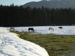 Cavalli sul lago ghiacciato di Laceno, provincia di Avellino, Campania. Siamo in frazione di Bagnoli Irpino dove sorge un lago di origine carsica alimentato dal torrente Tronola.



