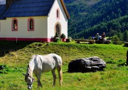Cavallo al pascolo in Val Senales, Trentino Alto Adige. Protagonisti di questi paesaggi montani sono gli animali - pecore, cavalli, capre e mucche - che vivono liberi al pascolo in perfetta ...