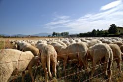 Cazzago San Martino (Bs) in Franciacorta: un allevamento di pecore