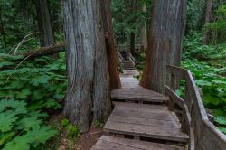 Cedri giganti al Giant Cedars Boardwalk Trail del Mount Revelstoke National Park, Canada. Si tratta di una foresta pluviale lungo la Trans Canada Higway.
