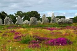Cespugli di erica fiorita fra i menhirs del complesso monolitico di Carnac, Bretagna, Francia.

