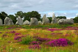 Cespugli di erica fiorita fra i menhirs del complesso monolitico di Carnac, Bretagna, Francia.


