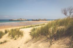 Cespugli sulla spiaggia di Cuarezo nei pressi di Noja, Cantabria, Spagna.
