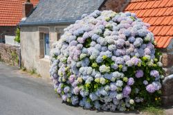 Un cespuglio fiorito di ortensie dalle mille tonalità nel villaggio di Ploumanac'h, Bretagna (Francia) 