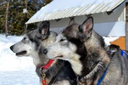 Chenil du Sportif, Les Eboulements: abbiamo provato l'esperienza del dog sledding presso questo allevamento di cani sulle colline di Les Eboulements, nella regione dello Charlevoix. I cani, ...