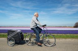Un ciclista nelle campagne fiorite intorno a De Rijp in Olanda - © Ivonne Wierink / Shutterstock.com