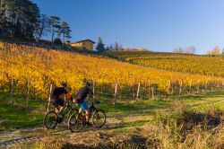 Cicloturisti lungo le campagne intoerno a Gavi, provincia di Alessandria, Piemonte