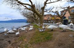 Cigni e gabbiani sulle sponde del lago di Bracciano a Trevignano Romano, Roma, Lazio.

