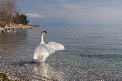 Un cigno fotografato al mattino sulla spiaggia di Padenghe sul Garda, provincia di Brescia