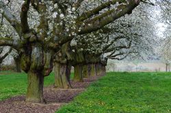 Ciliegi in fiore a Frauenstein vicino a Wiesbaden, Germania. Il villaggio di Frauenstein si trova nella zona più occidentale di Wiesbaden a cui fu incorporato nel 1928. Questo borgo storico ...