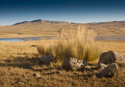 Ciuffi di Ichu nella pampas di Bombon, Junin, Cordigliera delle Ande, Perù.

