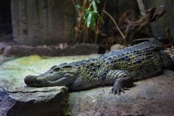 Coccodrillo al rettilario dello zoo di Londra, ...