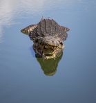 Un coccodrillo nelle acque dell'allevamento di Boca de Guamà nella Ciénaga de Zapata (Matanzas, Cuba).

