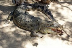 Coccodrillo di acqua salata in un parco di Port Douglas, Australia. Un bell'esemplare di questo rettile estuarino fotografato sotto le fronde di una palma.


