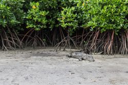 Coccodrillo nella Foresta di Daintree, Australia. Siamo nella foresta pluviale più arcaica del mondo che ospita sul suo territorio una delle più grandi varietà di flora ...