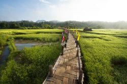 Coltivazioni di riso nella provincia di Mae Hong Son (Thailandia). In primo piano il  Sutongpe Bridge, il più lungo ponte in bambù di questo territorio del paese.



