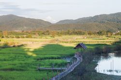 Coltivazioni di riso nelle campagne di Chiang Rai, Thailandia - © punsayaporn / Shutterstock.com