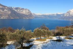 Coltivazioni di ulivi a Monte Isola, in inverno, Lago d'Iseo. Una suggestiva immagine degli uliveti che rendono famoso questo territorio della Lombardia dopo una nevicata - © Zocchi ...