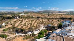 Coltivazioni di ulivi nelle montagne dell'Andalusia a Baeza, Spagna.



