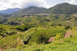 Coltivazioni di vite fotografate dall'alto, Trentino Alto Adige. I dolci declivi di questo angolo di Trentino ospitano alcune delle più importanti produzioni di vino italiano.
