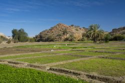 Coltivazioni nei pressi di Ta'if, Arabia Saudita. Il territorio qui è un patchwork di campi di ogni genere: dal frumento al riso, dalle arance all'uva zibibbo sino ai datteri, ...