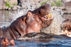 Ippopotami al fiume Great Ruaha: proprio nelle acque del princiaple corso fluviale di quest'area della Tanzania, e sulle sue rive, si possono ammirare splendidi esemplari di mammiferi erbivori ...