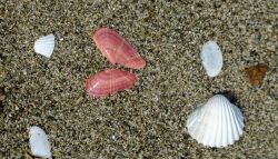 Conchiglie raccolte sulla spiaggia di Principina a Mare in Maremma, Toscana