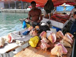 Conchiglie vendute al Mercato di Poite a Pitre sulla Grande Terre a Guadalupe