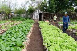 Contadini fra coltivazioni di insalata nei dintorni di Giron, Cuba - © Stefano Ember / Shutterstock.com