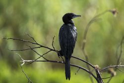 Un cormorano nel Muthurajawela Bird Sanctuary a sud di Negombo, Sri Lanka.