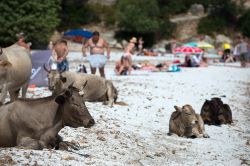 Le mucche di Spiaggia Lotu, Corsica - la natura regna sovrana in Corsica e, in particolare, nel nord ovest della Corsica, nel Desert des Agriates. A Spiaggia Lotu, per esempio, è assolutamente ...