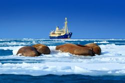 Crociera fra i ghiacci dell'Artico alle isole Svalbard, Norvegia. Alcuni trichechi (Odobenus rosmarus) si riposano al sole mentre una nave si avventura in queste acque fredde per un tour ...