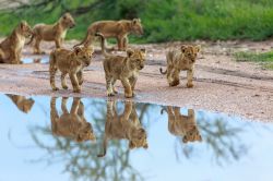 Cuccioli di leone giocano vicino a una pozza d'acqua nell'Amboseli, Kenya. E' una delle scene che meglio rappresenta la natura selvaggia di questo territorio africano.

