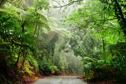 Daintree National Park, Australia. A ridosso delle cittadine di Daintree e di Cape Tribulation si trova una delle zone più affascinanti del Queensland, il Daintree Nazional Park, area ...