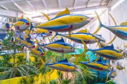 Decorazioni a forma di pesci gialli e blu in un corridoio dell'acquario di Veracruz, Messico - © Aberu.Go / Shutterstock.com