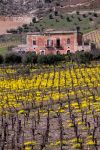 Dei vigneti a Palma di  Montechiaro, siamo non lontani da Agrigento in Sicilia