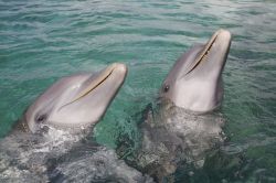Delfini a Roatan, Honduras - Simpatici e famosi per le loro espressioni buffe, nelle acque che circondano l'isola di Roatan, in centro America, è possibile nuotare e giocare con i ...