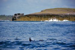 Delfini nel Watamu Marine National Park: le acque del parco marino di Watamu son ricche di pesci e non solo. Con un'escursione in barca è possibile avvistare branchi di deflini o ...