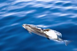 Le Azzorre sono attualmente uno dei più importanti "santuari" di cetacei al mondo. Fra specie residenti e altre migratorie, in queste acque se ne possono avvistare ben 24 varietà ...
