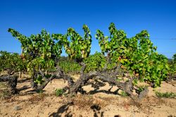 Delle viti di Cannonau nella provincia di Nuoro in Sardegna