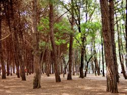 Dentro alla pineta di Pinarella di Cervia, uno dei polmoni verdi della provincia di Ravenna - © Roberto Baldini / www.meteoromagna.com