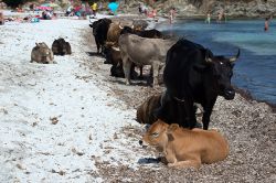Mucche e tori a Spiaggia Lotu, Corsica - per capire quanto questa porzione di Corsica sia ancora selvaggia e incontaminata, basta osservare la tranquillità con cui tori e mucche si avventurano ...