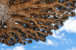 Dettaglio dei rami della Dracaena cinnabari sull'isola di Socotra, Yemen. Questa pianta succulenta dalla caratteristica forma a ombrello rivoltato produce una resina di colore rosso usata ...