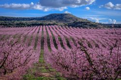 Distese fiorite di campi di pesco nei pressi di Lerida, Catalogna, Spagna.

