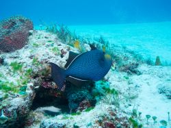 Diving all'Isla Mujeres di fronte a Cancun, Messico.
