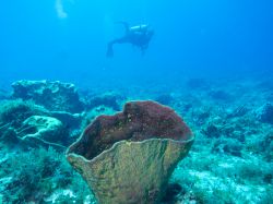 Diving nella barriera corallina al largo dell'isola di Holbox, Messico. Qui, dove l'acqua del Golfo del Messico si unisce a quella del Mar dei Caraibi, si può nuotare a fianco ...