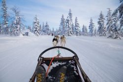 Dog sledding nei pressi di Saariselka, Finlandia. E' una delle escursioni più richieste in questo angolo di Finalndia.
